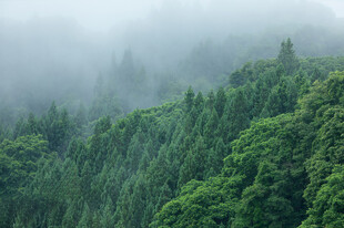 雾漫山林绿意风光