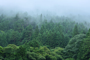 薄雾笼罩青翠山林