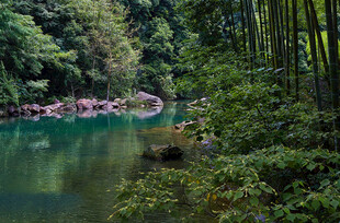 幽林湖畔曲桥风光
