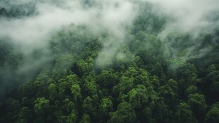 云雾笼罩的山林