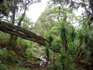 幽静林间自然风景