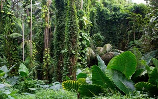 热带雨林植被自然景观