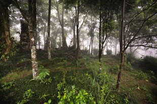 雾中森林自然景观