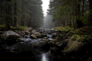 林间晨雾溪流美景