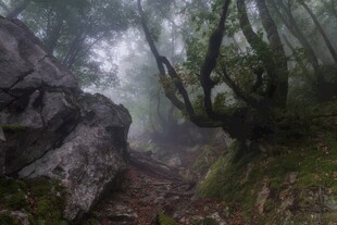 雾天林间山野小径