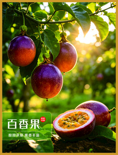 百香果海报