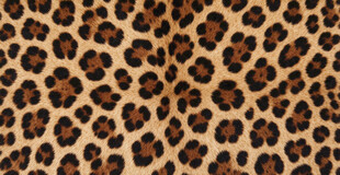 经典豹纹纹理背景