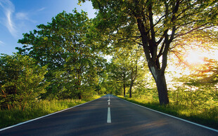林荫公路夏日风光