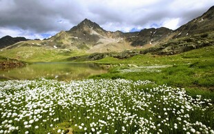 高山草甸花海风光