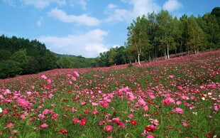 郊野粉色花田风光