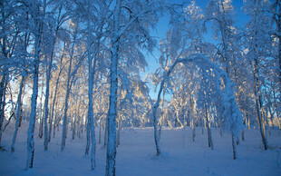 冬日雪林晨光美景