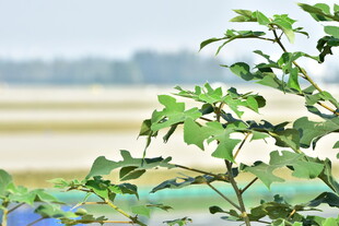 郊野河畔绿植风光