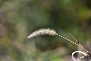 单枝狗尾草柔焦特写