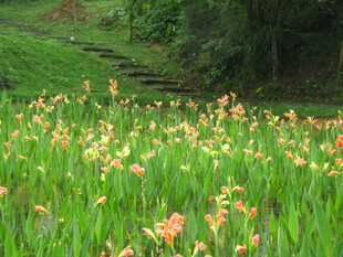 郊野花田清新自然景致