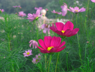 郊野盛放的格桑花