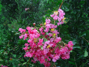夏日粉红紫薇花