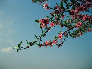 晴空下的桃花枝