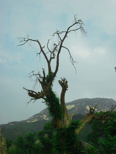 山间苍劲枯树