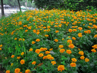 公园橙色万寿菊花海