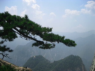 崖边苍松远山风光