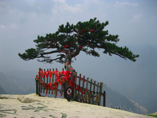 山顶迎客松风光