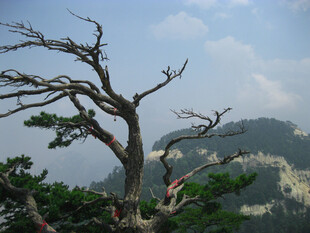 山巅苍劲古松