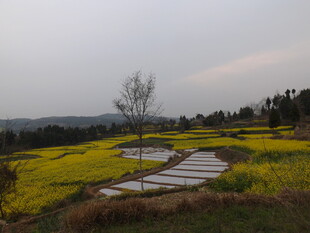 郊野春日田园风光
