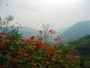 秋山红树雾中远景