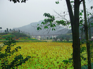 朦胧乡野田园风光
