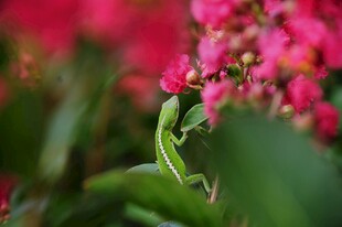 绿蜥蜴探向红花枝