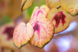 唯美粉色兰花特写