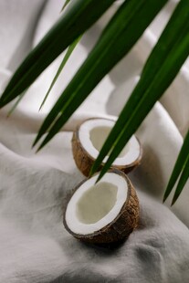 椰果棕榈叶清新静物