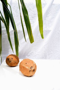 椰果与棕榈叶静物