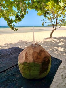海滩边的椰子