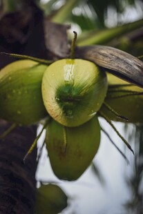 椰子树