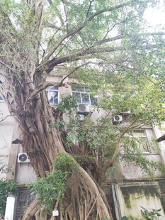 民居旁的古老大榕树