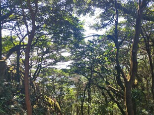 林间透光自然风景 罗浮山
