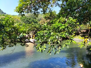 临水绿树自然风光 罗浮山