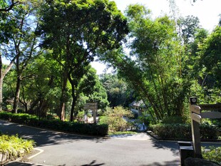 绿树成荫林间小路 罗浮山