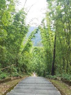 夏日林间竹林风光