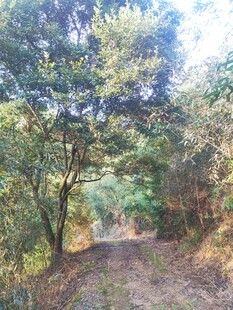 林间小径水彩风景