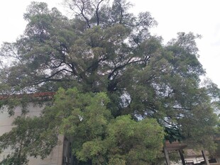 参天古树枝叶繁茂