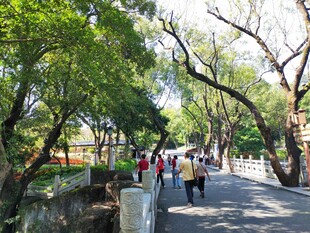 公园林荫道散步的游人 罗浮山