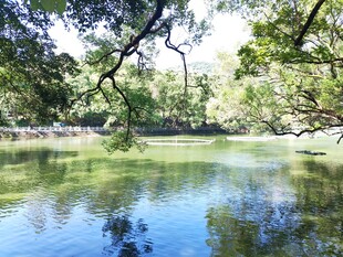 湖畔树林水景风光 罗浮山