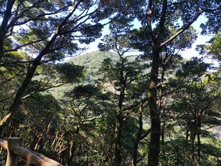 林间远眺山野风光 罗浮山
