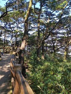 林间步道山野风光 罗浮山