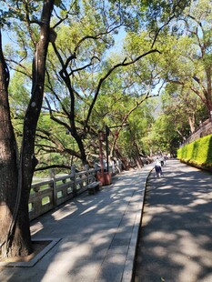 春日林荫步道风光