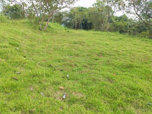 郊野青草地自然风光