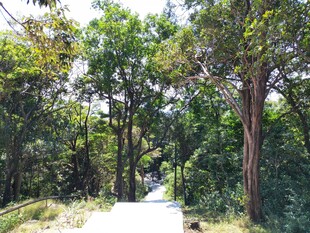 夏日林间小路风景
