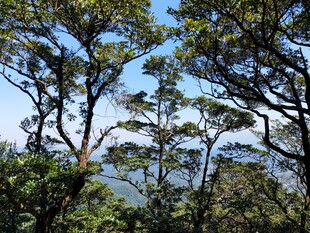松林望湖自然风景